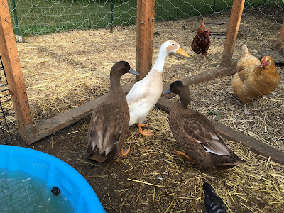 Ducks at two months old