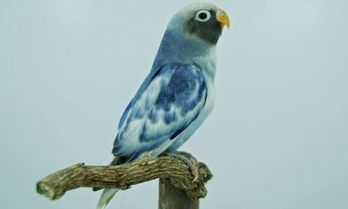 http://miefbird.blogspot.com/2016/03/kumpulan-penyakit-lovebird-dan-cara.html