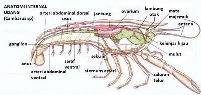Anatomi Intrenal Crustacea