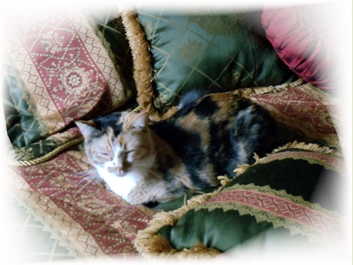 kitty sleeping on pillows