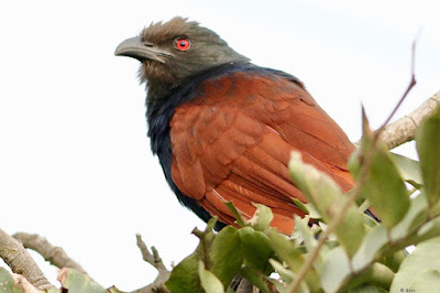 "Greater Coucal - Centropus sinensis, with its flaming red eye staring around."