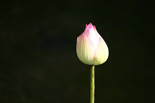 Lotus by Julien Deroux
