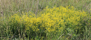 Beautiful wild flowers on the back bank