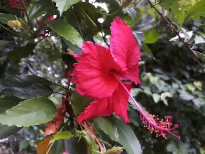 Rose mallow