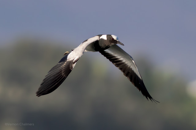 Blacksmith Plover / Kiewiet in the Fog Woodbridge Island - Canon EOS 7D Mark II / 400mm Lens