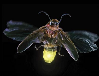 Firefly is an insect that can give off light previously when I was a kid