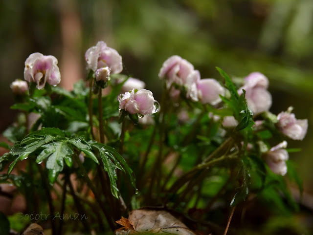 Viola eizanensis