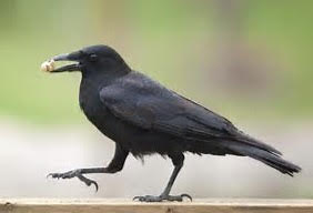 "Eat Crow"