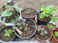 Plants en pot