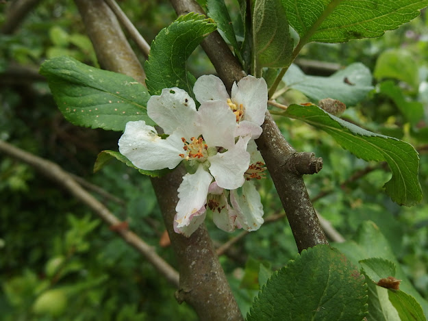 Apple blossom alongside swiftly maturing apples