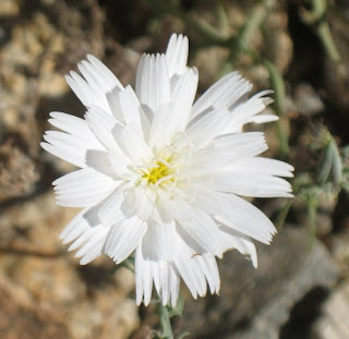 Desert chicory closeup