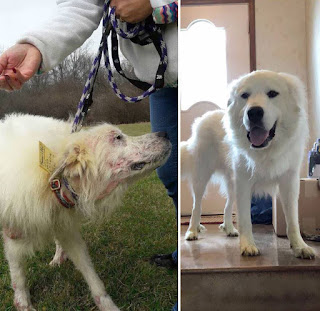 Antes y después perros adoptados de la calle