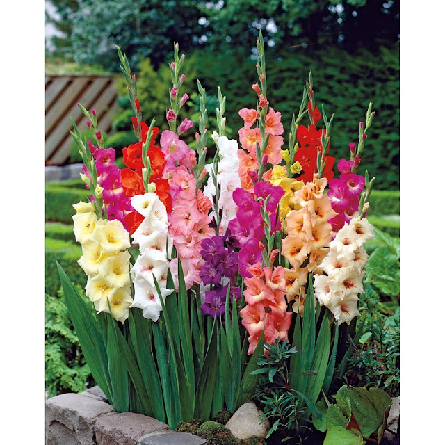  Gladiolus ، الدلبوث ، الگلاديول ، گلادیۆلەس ، گوڵ ، ڕووەک