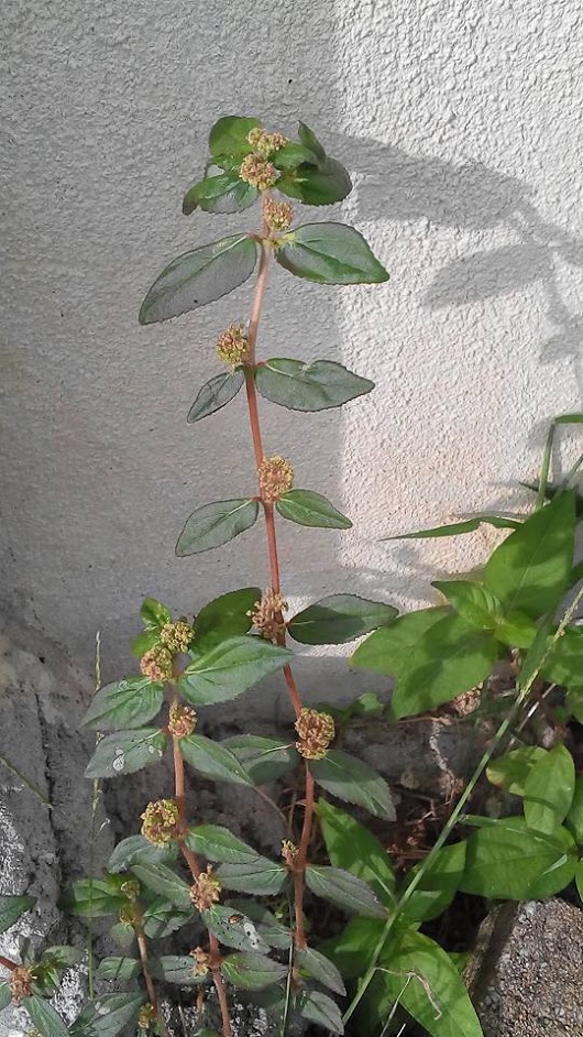 Pokok susu kambing ketahui khasiatnya  wansite