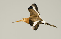 Black-tailed godwit in flight  Uitkerkse Polders, Belgium (public domain)