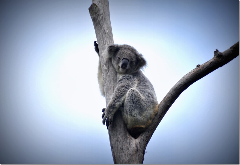 Sleeping koala