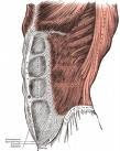 wahrheit bauchmuskeln, muskeltraining, gymnastik, muskelaufbau, krafttraining, rückenschmerzen, sixpack, bauchmuskel trainer, bandscheibenvorfall