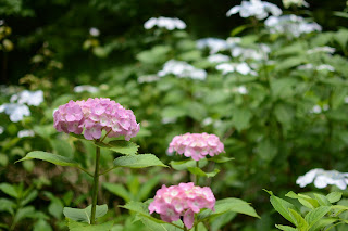 辰ノ口親水公園紫陽花園2020