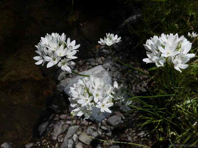 46: white burst of flower