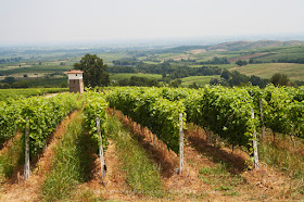 Этот виноградник расположен в Македонии