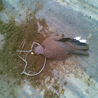 Gaiola batedeira: Em uma gaiola, é colocado um indivíduo da mesma espécie que se quer capturar, para atrair outros de vida livre. Estas gaiolas são formadas por alçapões, que aprisionam as aves que se aproximam.  Visgo e cera depilatória: Fortes adesivos são aplicados em locais onde as aves geralmente pousam; as aves têm seus pés colados e são impedidas de voar. Algumas vezes, as asas também ficam presas, e são arrancadas impiedosamente pelos traficantes.