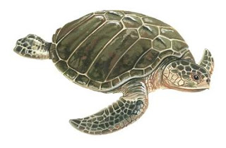 tortuga lora Lepidochelys kempii