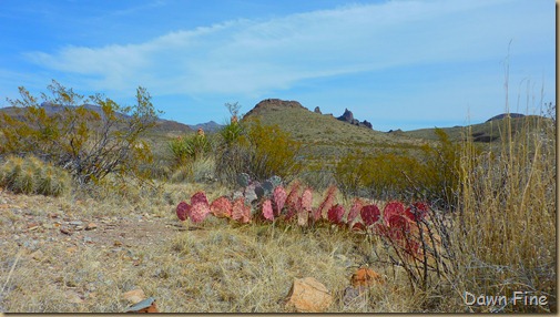 mule ears_007