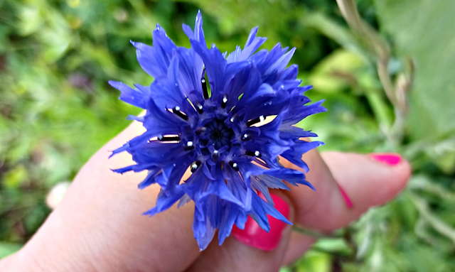Blue flower
