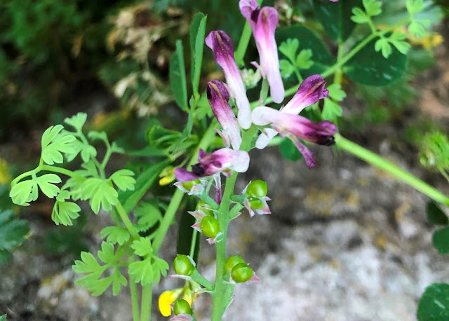 Fumária (Erva-Moleirinha) - Flores Silvestres 