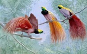 49+ Info Terbaru Gambar Flora Dan Fauna Di Papua