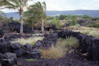 Wahaula Hiaeu 1982