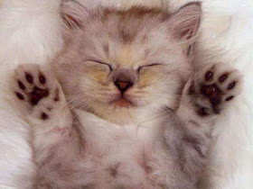 gambar kucing tidur lucu