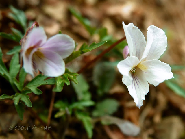 Viola eizanensis