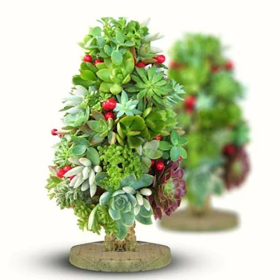 O Natal é o símbolo da vida, do nascimento do nosso salvador, então nada melhor do que decorar a casa com plantinhas, pois elas simbolizam a vida, harmonizam e purificam nosso lar, trazem a beleza da natureza e da vida para dentro de nossas casas.