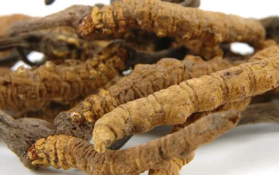 Cordyceps mushroom company in Uttar pradesh