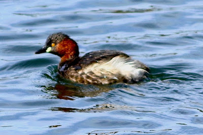 "Little Grebe - Tachybaptus ruficollis, resident common found at all water bodies throughout Mount ABu."