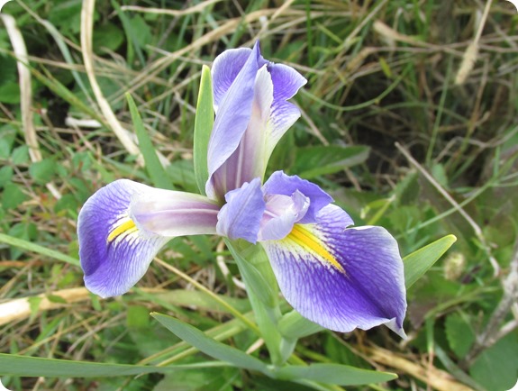 Blue Flag Iris