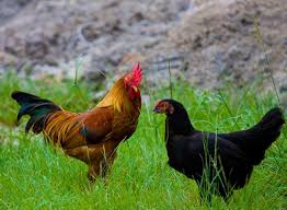 Contoh Teks Laporan  Hasil  Observasi  Ayam  Kumpulan Contoh 