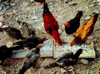  terutama di pedesaan memperlihatkan ransum pada ayam Cara Membuat Pakan Ayam (Ransum) yang Baik dan Murah