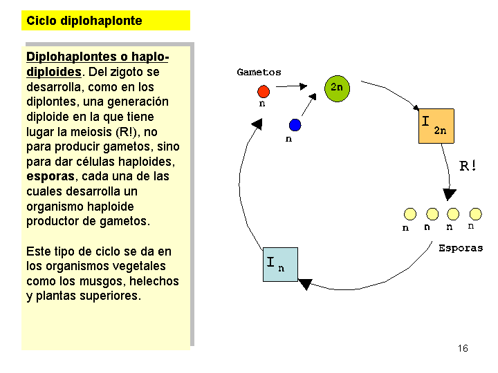 Resultado de imagen para ciclos de vida haplonte