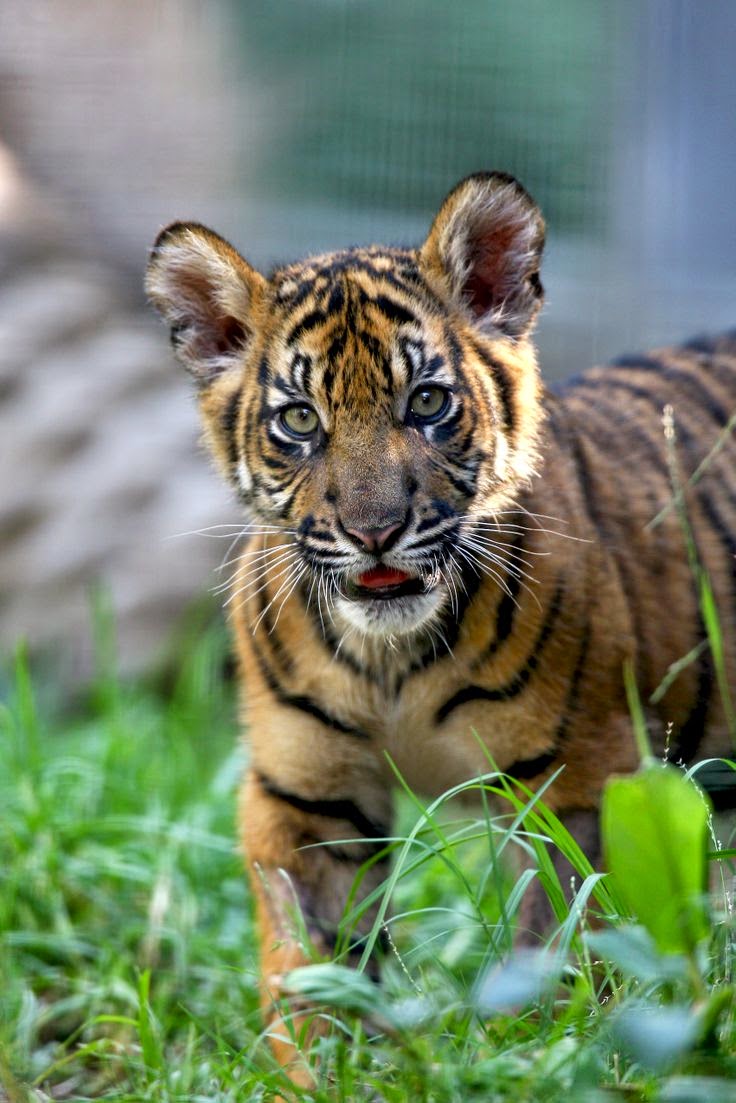 25 Gambar Harimau Yang Lucu Ayeeycom