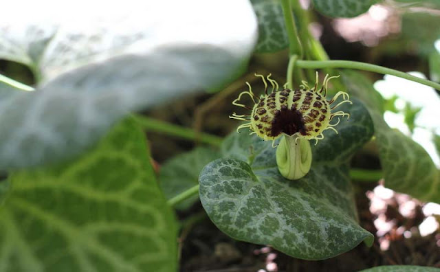 Aristolochia Fimbriata Flowers Pictures