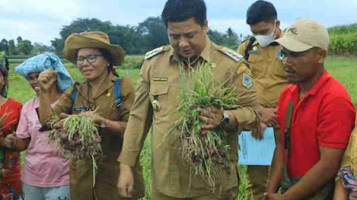 Bupati Samosir Panen Penangkar Bawang Merah