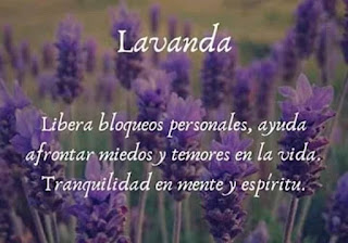 Plantas sanadoras - Lavanda