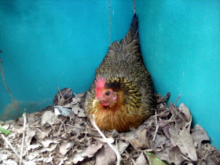 sitting bantam hen, La Ceiba, Honduras