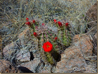 Big Bend Ranch State park_038