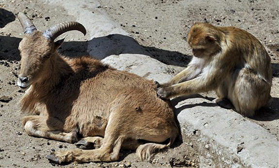 Oddest Animal Couples 23 22 Foto persahabatan hewan yang unik