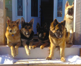 Cute dogs - part 9 (50 pics), five cute german shepherd dogs sits on the porch