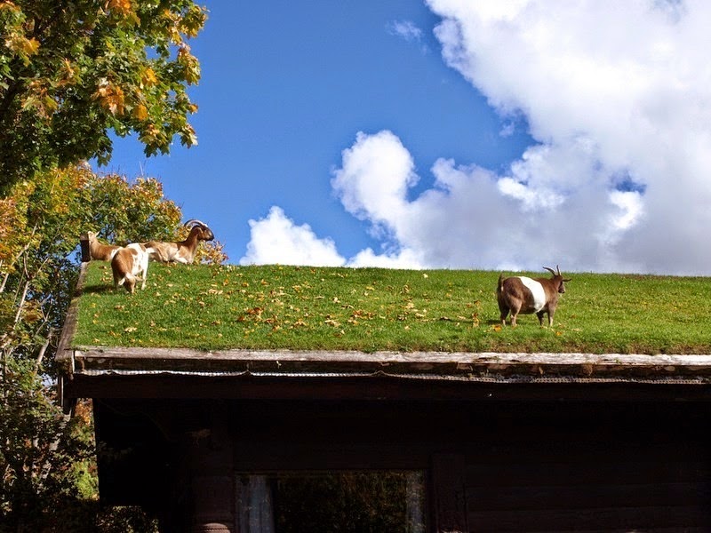 A Restaurant With Goats On The Roof