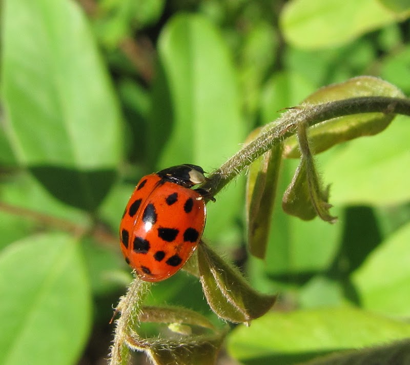 Konsep Terpopuler Autumn Insects, Fotografi Pria